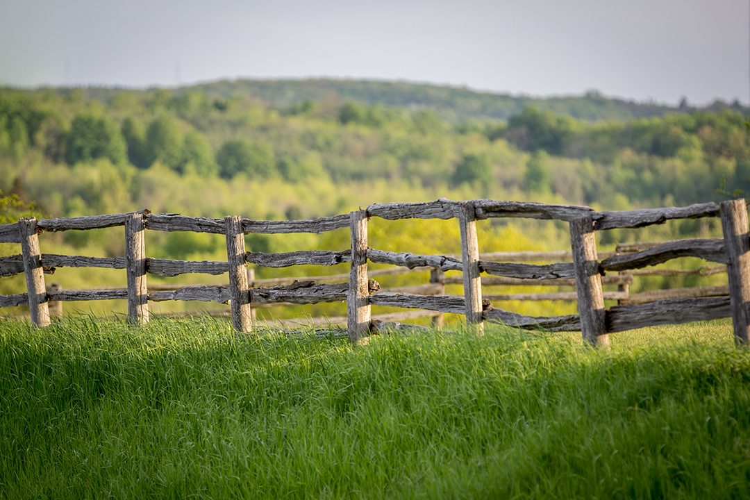 King Township in York Region, is 66 per cent on the Oak Ridges Moraine and almost 33 per cent on the Greenbelt. Almost one quarter of King Township’s total geographical area is 8,000 hectares of forested lands, over 20 per cent of all forest cover in York Region.