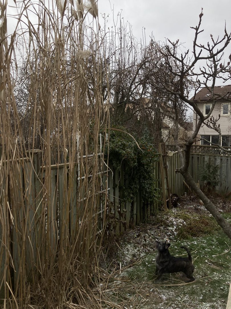 Phragmites can grow up to 18 feet tall, pictured here using a dog, Lulu, for scale.