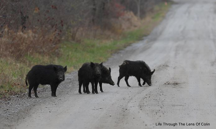 The wild boars were caught and humanly euthanized after six weeks on the run in Pickering, ON.