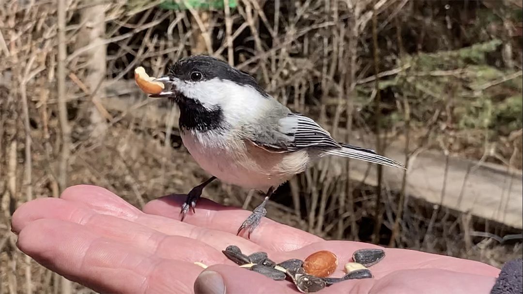 Chickadee feeding is common in Thickson's Woods.