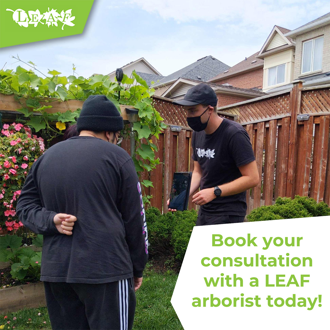 A LEAF arborist consulting with a homeowner.