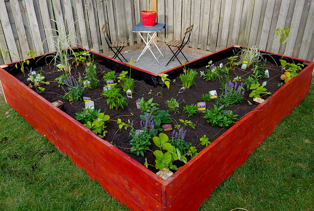 The finished look of McCready's 12'x12' garden design in his backyard. 
The garden is L-shaped and painted red.
There are many plants blooming in this garden, most of them are the green and some are purple.