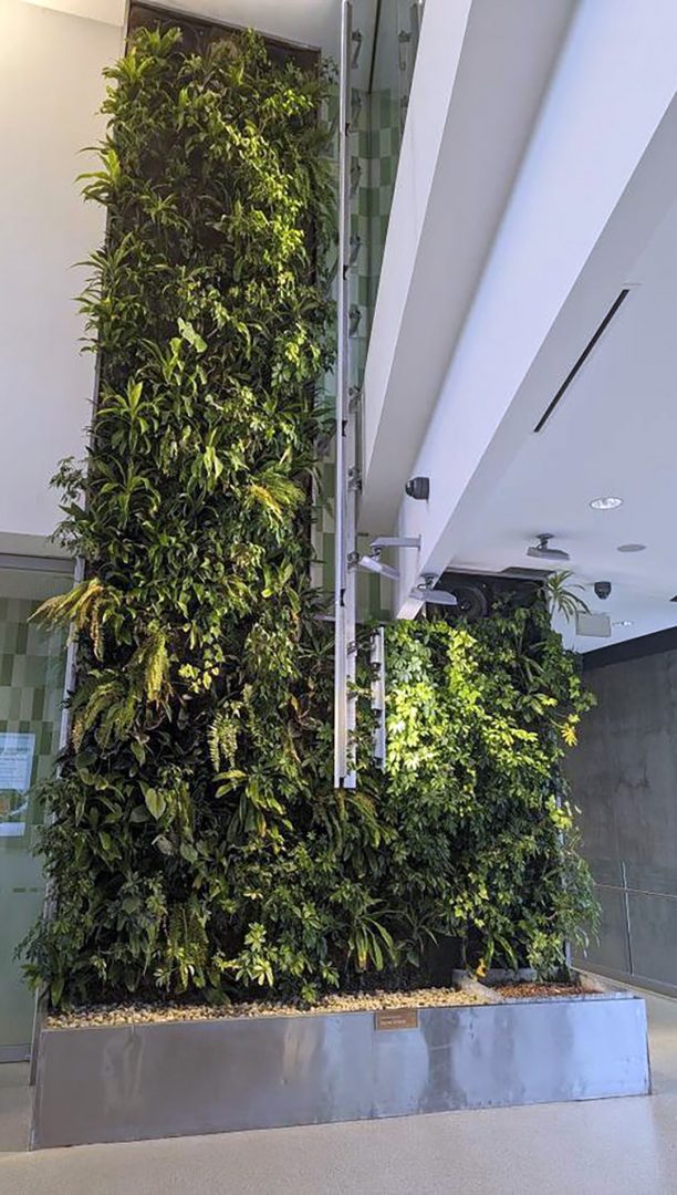 Various green plants line a living wall.