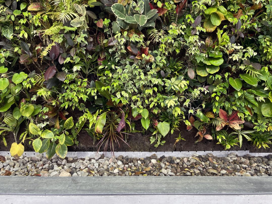 Various green and red plants line a living wall.