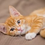 Orange-Tabby-Cats-pl67iy3ichhoagbfximvg7rk5wwj2j2dscaiquzmo8.jpg