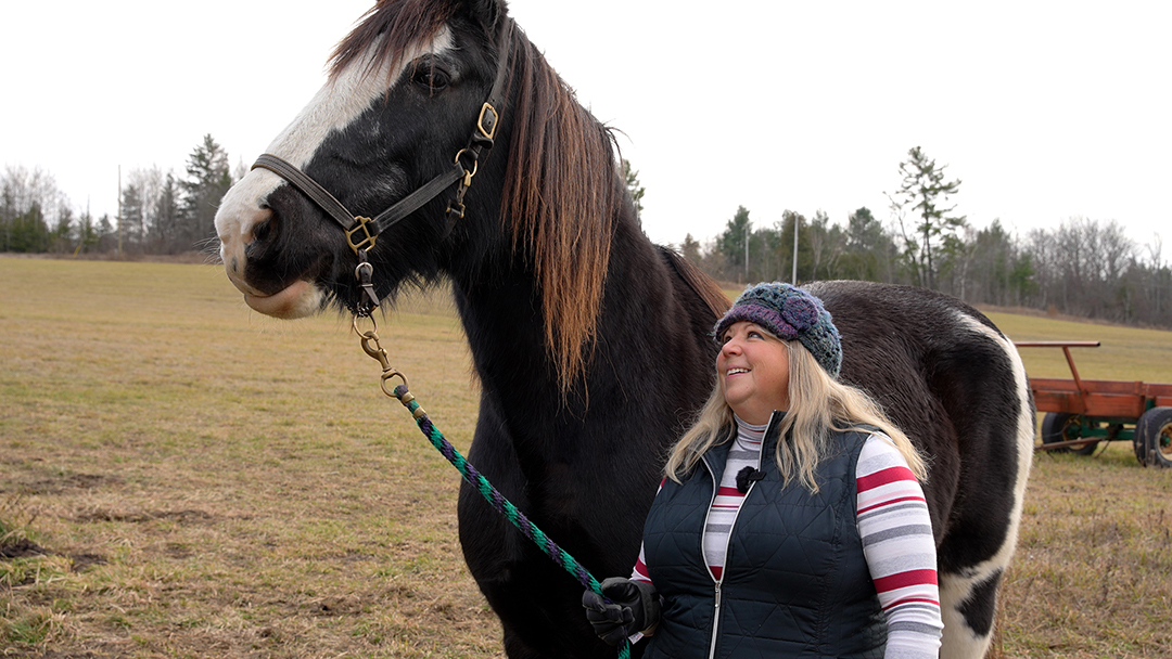 A woman looks up at her Clydesdale horse.