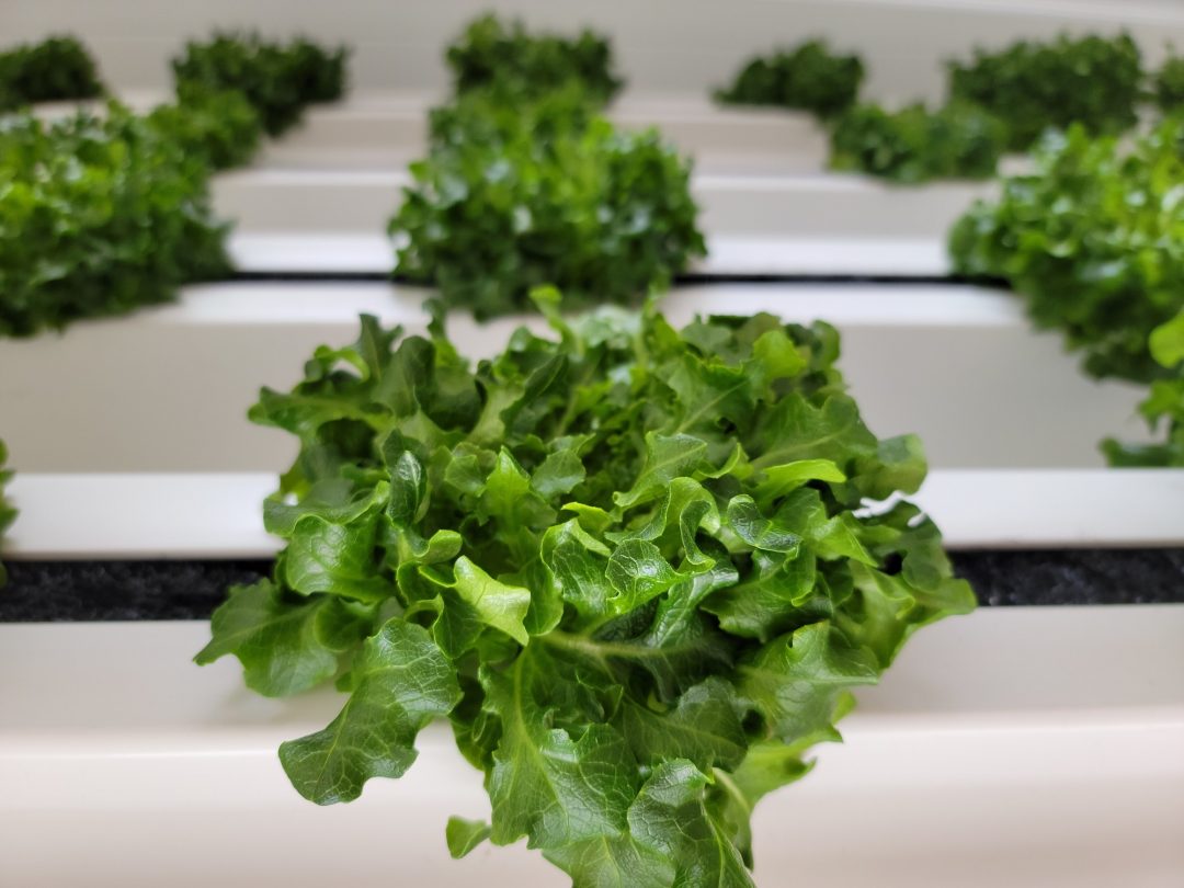 Some lettuce being grown in Mighty Harvest.
