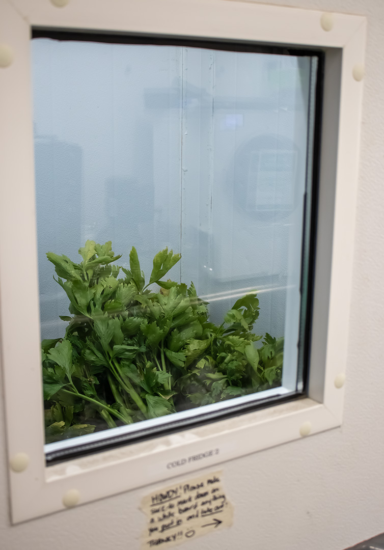 Coriander being freeze-dried in the freeze-drying chamber at Durham College in Whitby, Ont., on Oct. 9, 2024, preserving herbs at peak freshness to prevent waste and enhance food security.