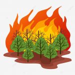 Wildfires