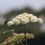 Foster_Seed Giveaway.JPG