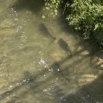 OpEd_Fishing.jpg