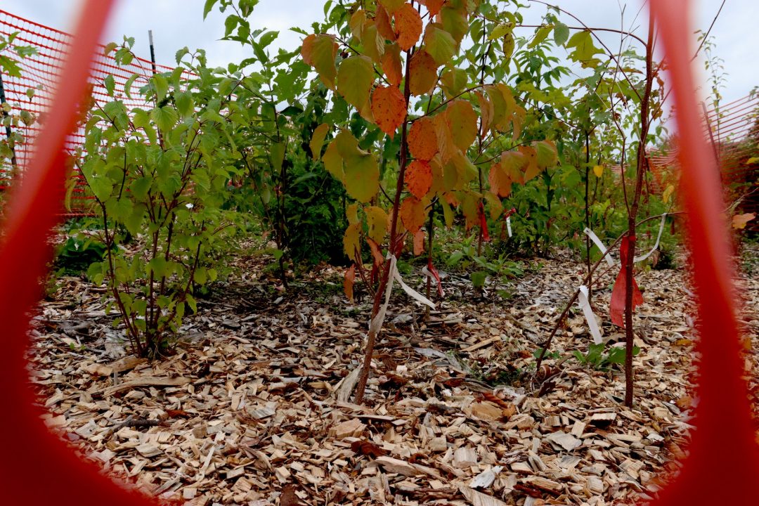 The leaves on tree shrubs are turning red. The photo is taken through a hole in a snow fence.