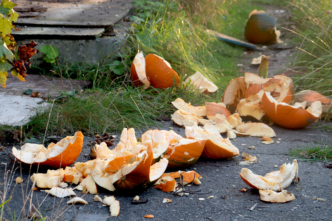 A group of pumpkins smashed across on the grass and path.
