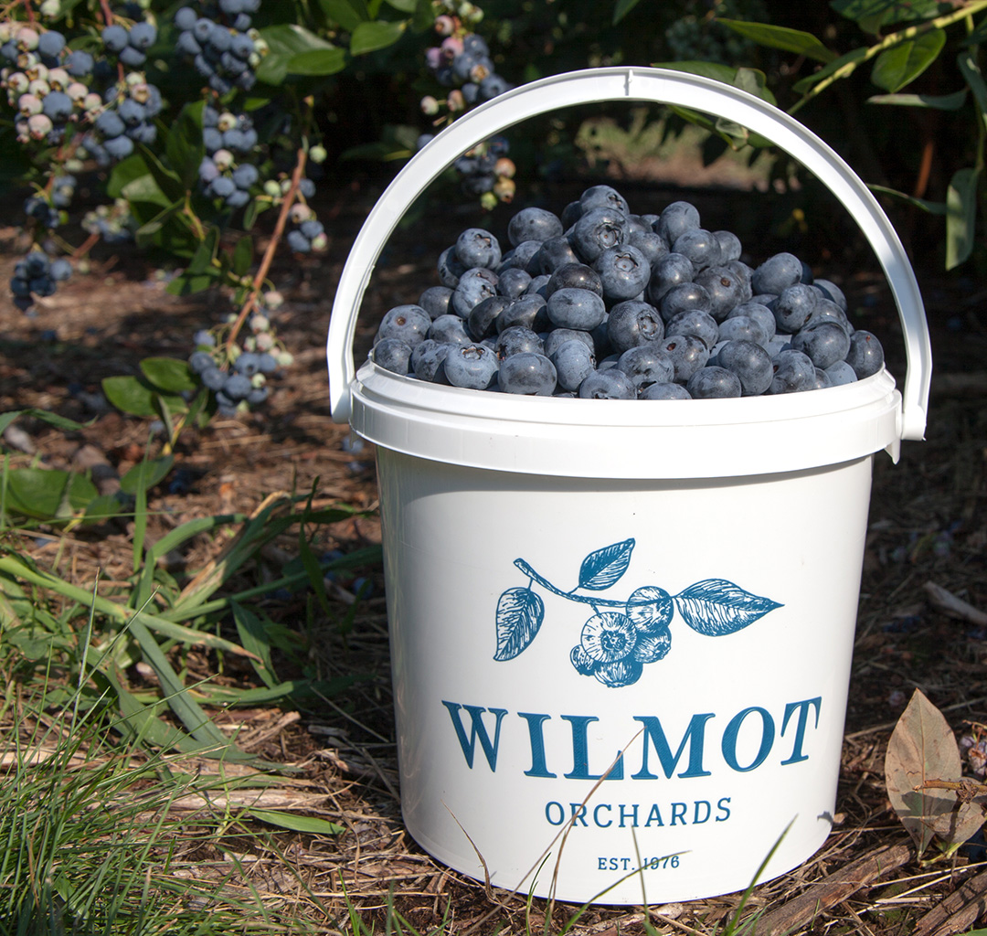 White bucket with a logo that says "Wilmot Orchards" and a handle sits in a blueberry bush. The bucket is full to the brim of blueberries.