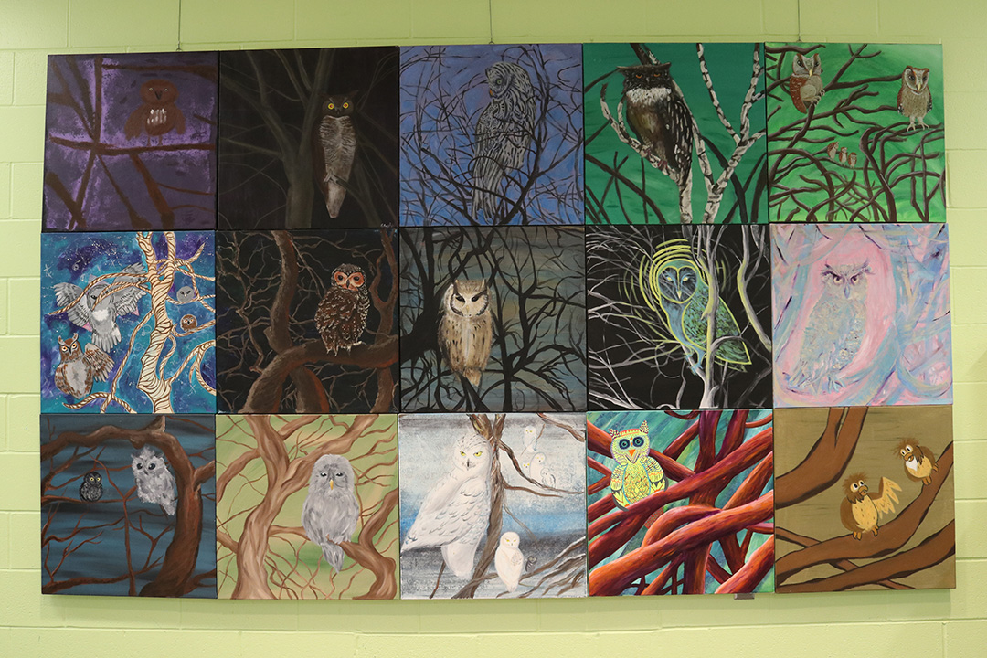 14 owl paintings in different colours hung against a lime green wall.
