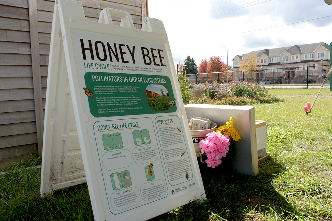 A sign displaying the life cycle of a honey bee sits on the left side of the image while the right side of the image shows residential buildings in the background