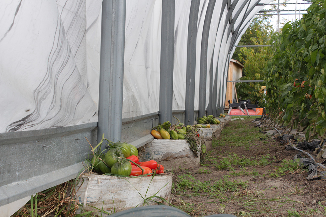 On the left side of the image, green tomatoes sit on a short stone slab next to the wall of a green house. On the right side of the image there are tall stalks of produce.